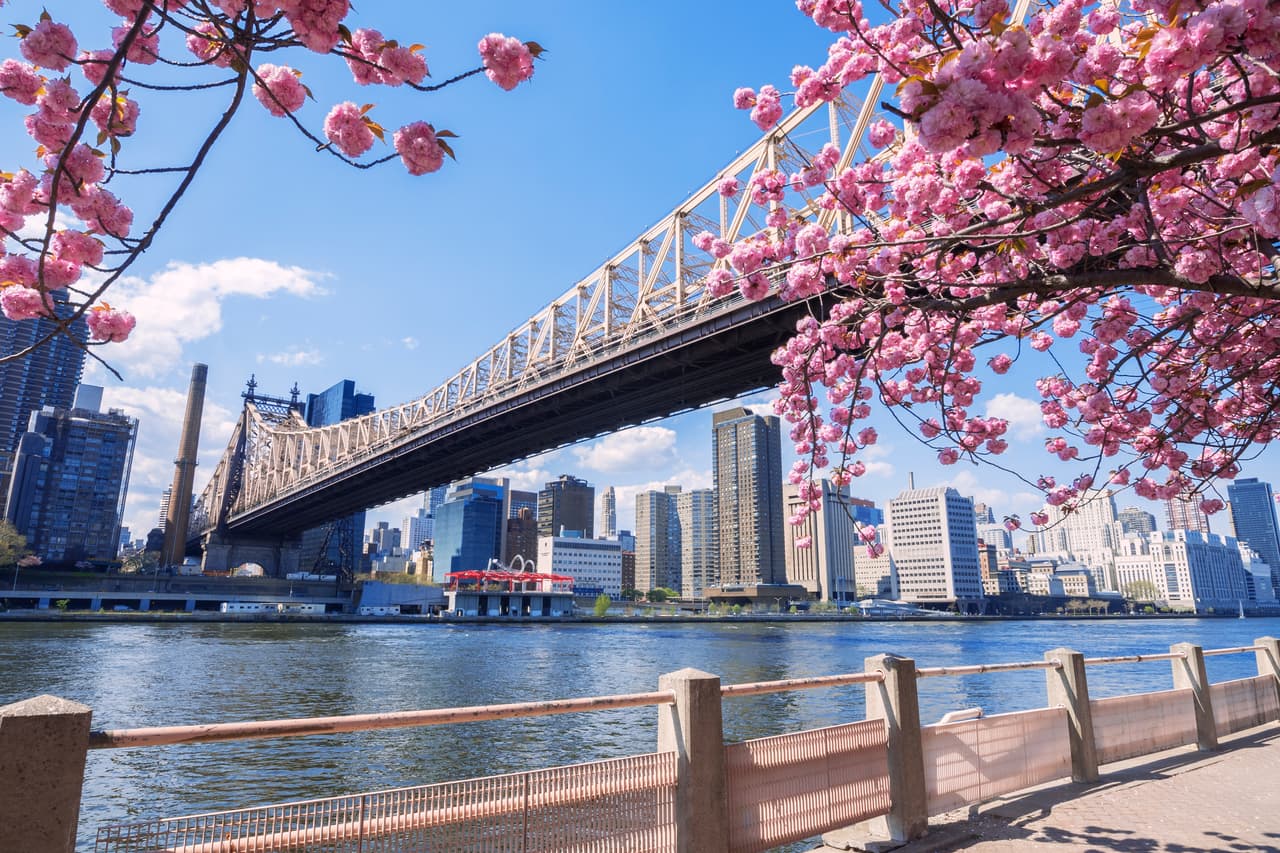 En síntesis: si vives o visitas Nueva York esta primavera, notarás que los árboles de cerezo en flor se han apoderado del paisaje.