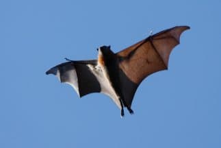 La primera es en el Watonga Boulevard Bridge, ubicado en la 
<a href="https://www.google.com/maps/place/4721+Watonga+Blvd,+Houston,+TX+77092/data=!4m2!3m1!1s0x8640c6401e1b1ce1:0x73be2f6439291c44?sa=X&ved=2ahUKEwidnYahwIvwAhVXVs0KHWgiAX4Q8gEwAHoECAUQAQ" target="_blank">4721 Watonga Boulevard</a> al noroeste de Houston. Alrededor de 100,000 murciélagos mexicanos de cola libre se pueden observar al atardecer cuando salen volando por todo el White Oak Bayou.