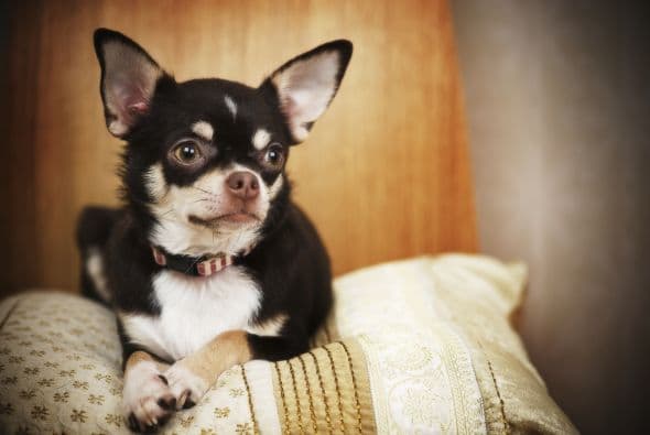 Chihuahua. ¡Podrían vivir entre 12 y 20 años! Son un poco nerviosos pero tienen una gran personalidad. Necesitan ser entrenados con mucha paciencia.