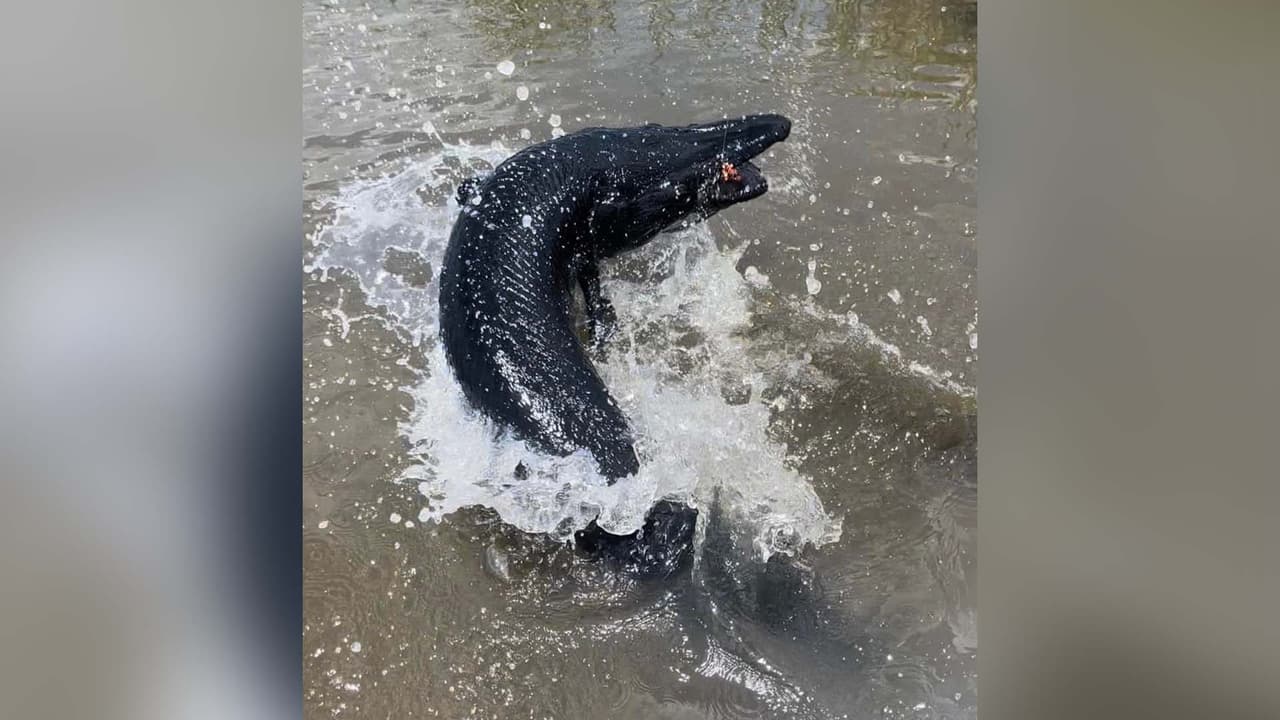El pejelagarto es un pez predominantemente de agua dulce, que sólo se encuentra en América del Norte y Central, entre Montana, el sur de Québec y Costa Rica, de acuerdo con National Geographic.