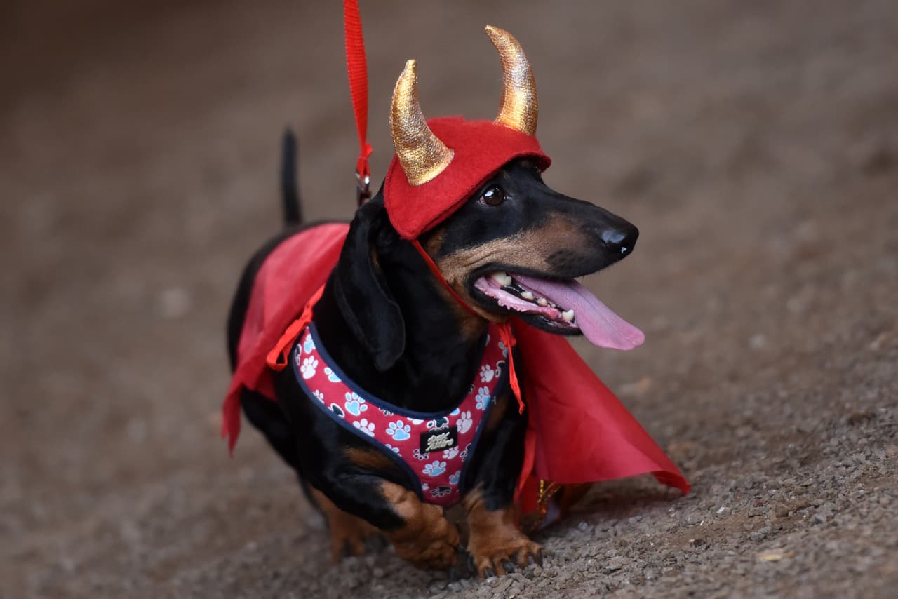<b>El diablo </b>
<br>Es un ligar común dentro de los disfraces de Halloween y por esta razón uno de los atuendos que se han perfeccionado con los años. Hoy es fácil encontrar un buen par de cuernos hasta para tu perro.