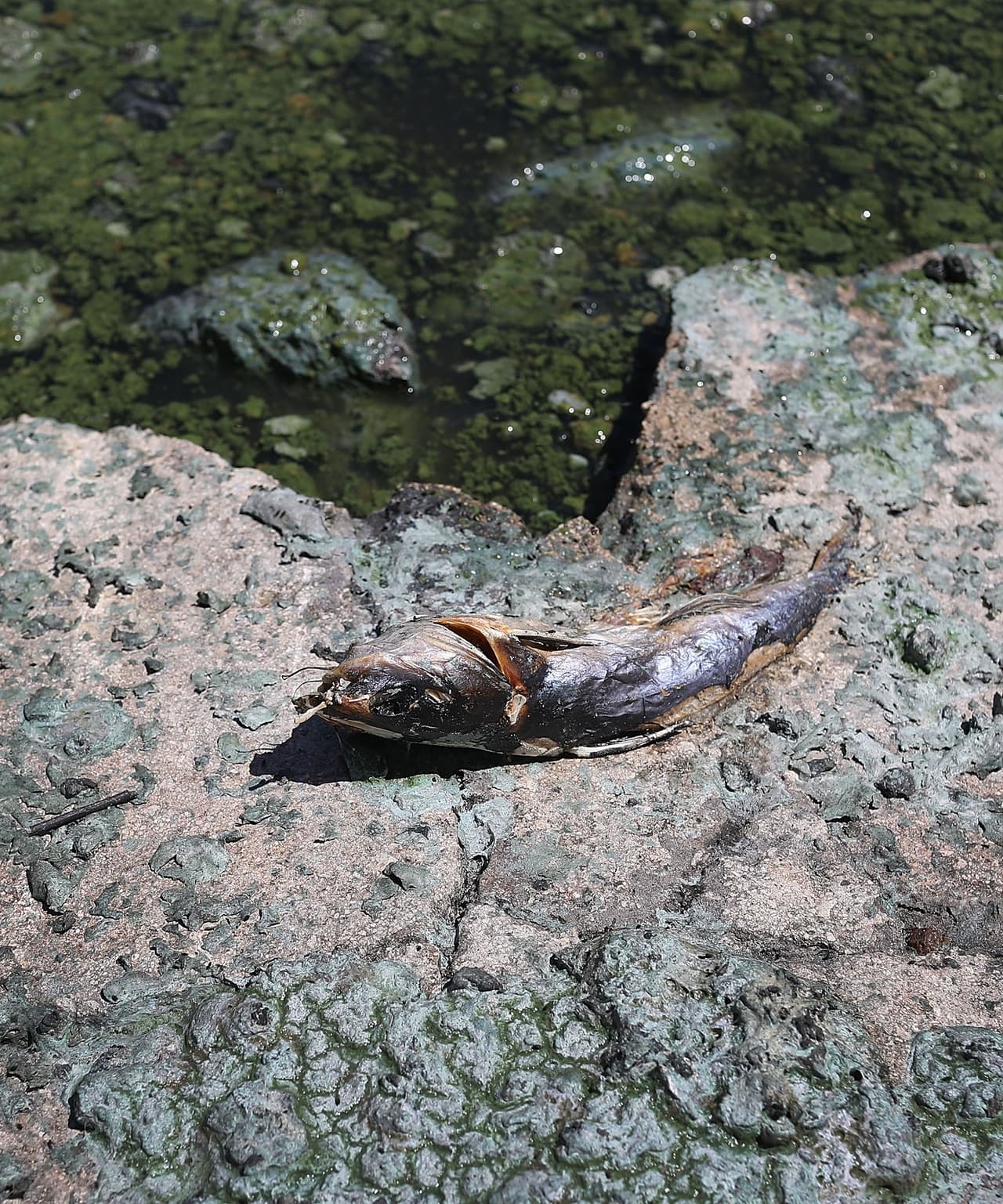 Las toxinas creadas por estas algas y el déficit de óxigeno en el agua son letales para la vida acuática.