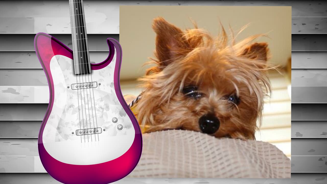 El perrito de Diana Reyes es toda una monería. Este yorkshire terrier tiene su propia cuenta de Instagram (@soyjalapeno) y acompaña a la cantante a todas partes. Aunque aún no cuenta con muchos seguidores, sólo unos 200, creemos que pronto tendrá star status. Isn't he the cutest?