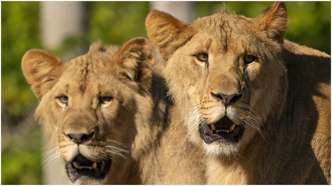 Los leones disfrutaron de su nuevo hábitat.