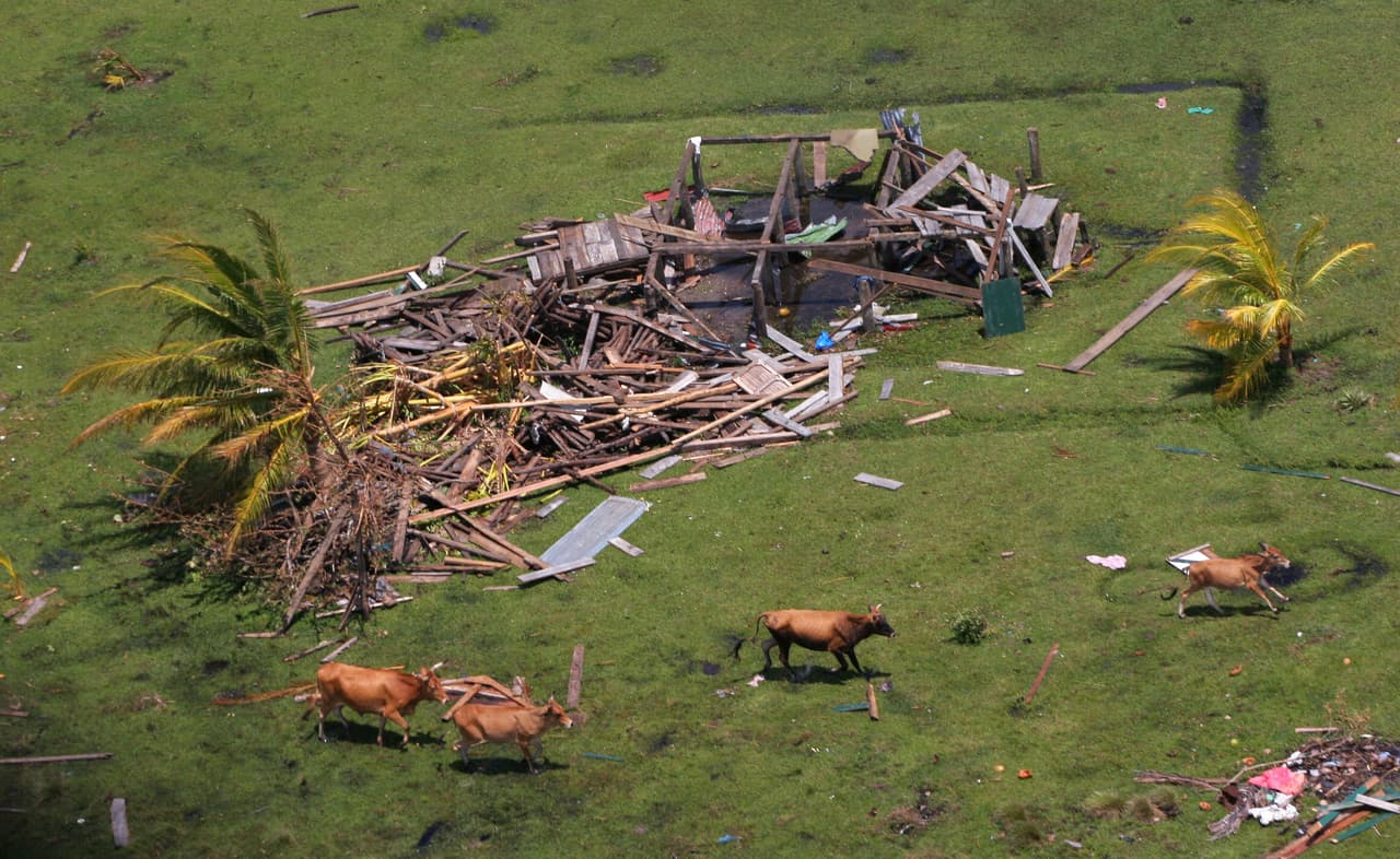 Otra imagen de destrucción del huracán Félix. Unas vacas corren al lado de casa completamente destrozadas en la aldea Miskito de Dakura.