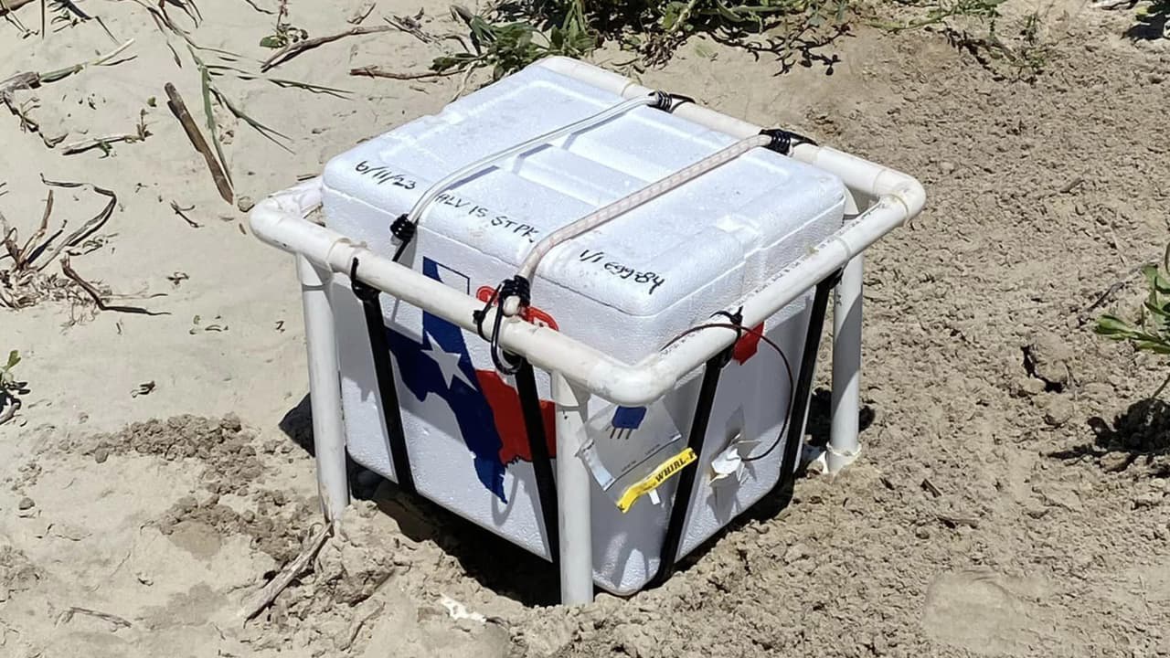 Las crías se van a distribuir en aguas de la costa de la Isla del Padre y no en el área de Galveston, porque Galveston es el extremo más al norte de su área de distribución nativa, según el personal encargado de manejar estos huevos.