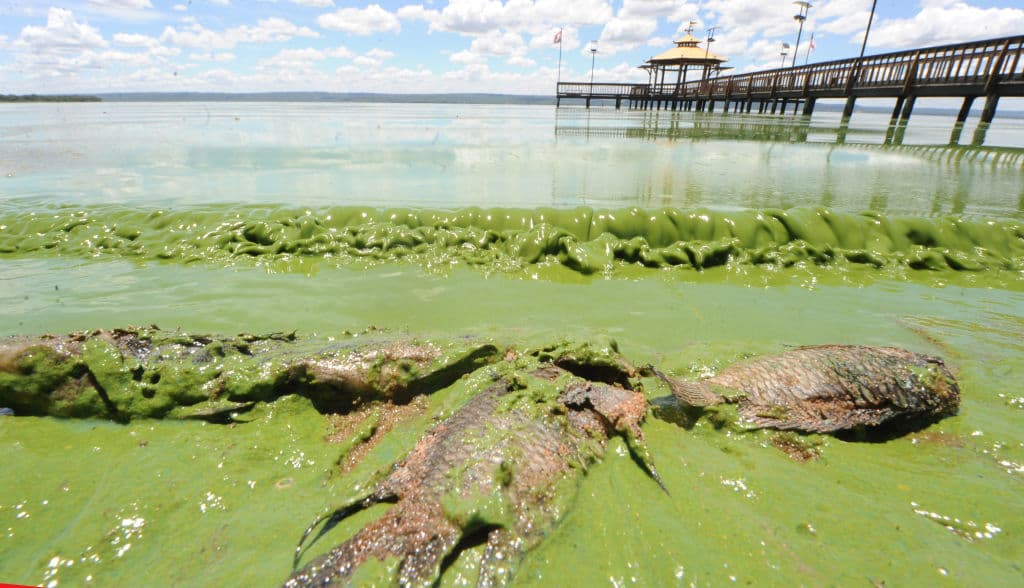 <b><a href="https://www.cdc.gov/habs/pdf/cyanobacteria_faq.pdf">Cianobacterias</a></b>
<br>Las cianobacterias, también conocida como alga verdiazul, es común en muchos lagos y ríos de todo el mundo. Las cianobacterias dañinas pueden afectar a las personas, los animales o el medio ambiente. Las cianobacterias producen toxinas, llamadas cianotoxinas, que se encuentran entre los venenos naturales más poderosos que se conocen, según informal los Centros para el Control y Prevención de Enfermedades (CDC). 
<br>