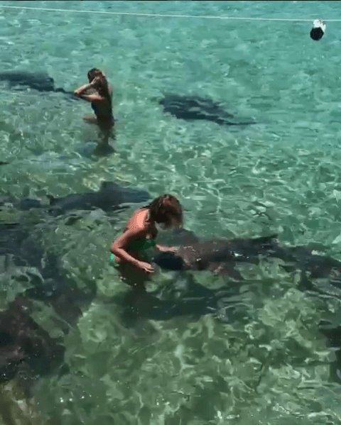 Aunque Lili también comentó que su familia se preocupó un poco por el acercamiento que los tiburones tuvieron hacia ella específicamente.