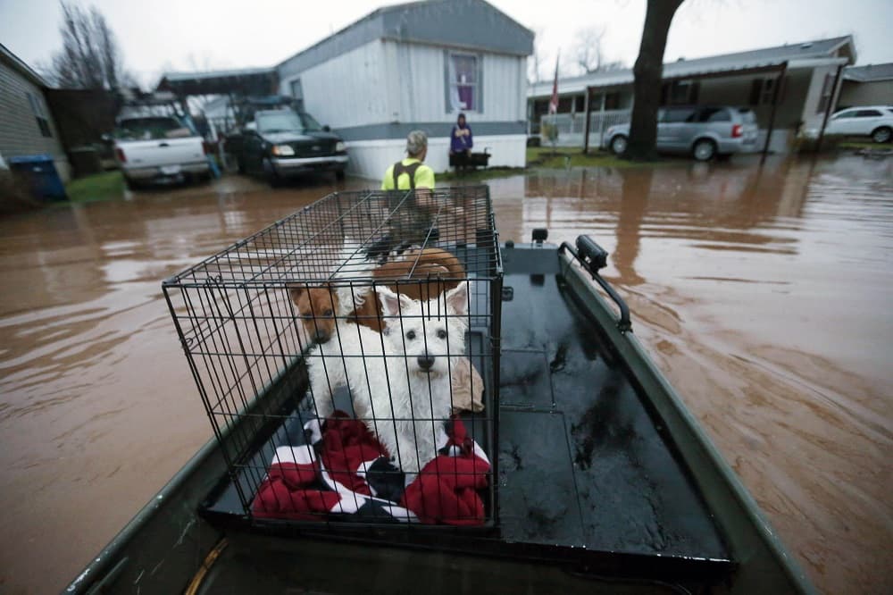 Varios perros son trasladados debido a las inundaciones en una canoa por las calles de Bossier City, Louisiana.