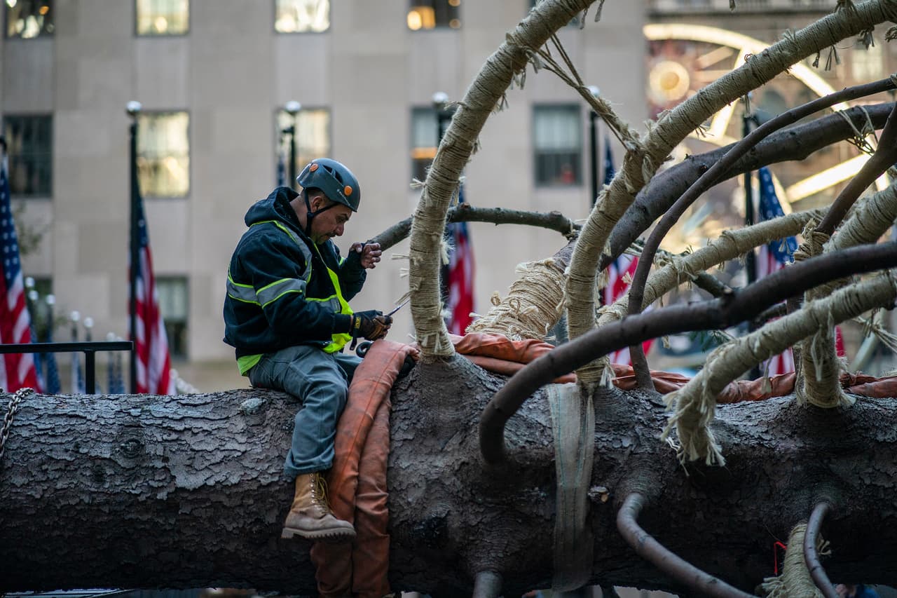 Un trabajador quita los amarres de cordel utilizados para asegurar las ramas del árbol.