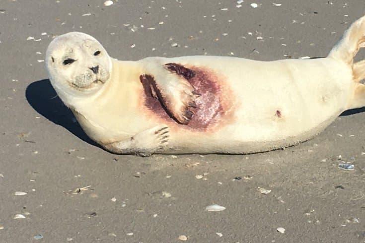 Una foca blanca de puerto fue encontrada el 
<a href="https://www.facebook.com/njmarinemammal" target="_blank">4 de febrero en una playa en Strathmere</a>, condado de Cape May, mientras sufría una gran herida sangrante debajo de la aleta delantera izquierda. Un veterinario del Stranding Center extirpó quirúrgicamente el dedo lesionado mientras conservaba el uso de la aleta frontal de la foca. La foca ahora está comiendo sola. Sus cuidadores creen que será seguro dejarla en libertad en aproximadamente un mes.
<br>