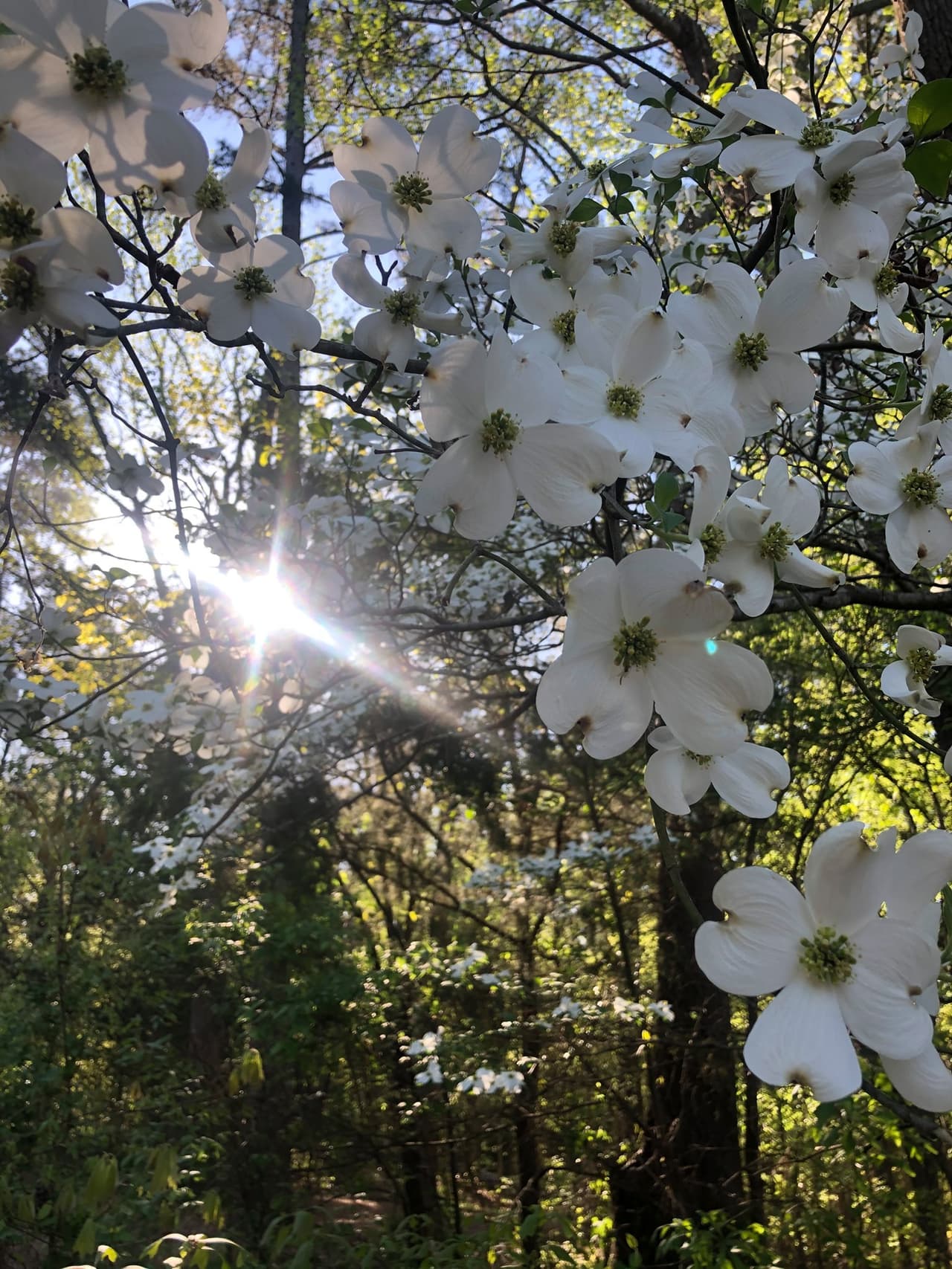 Puedes caminar por los increíbles senderos de uno de los mejores parques al este de Texas.
<br>