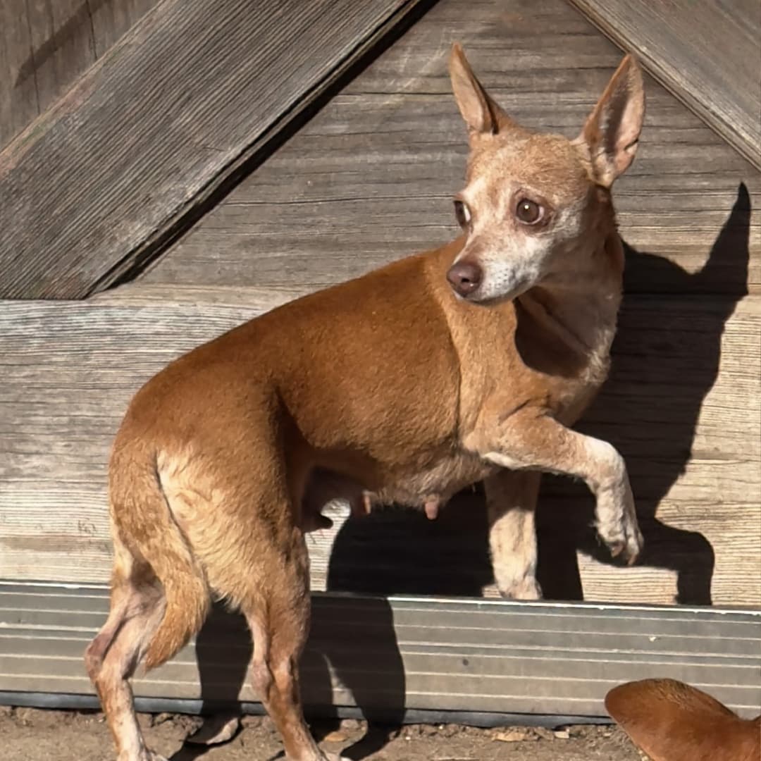 Texas Human Heroes buscan recolectar apoyo para mantener a estos perritos y a otros que se encuentran en el refugio, por lo que constantemente están buscando donaciones.