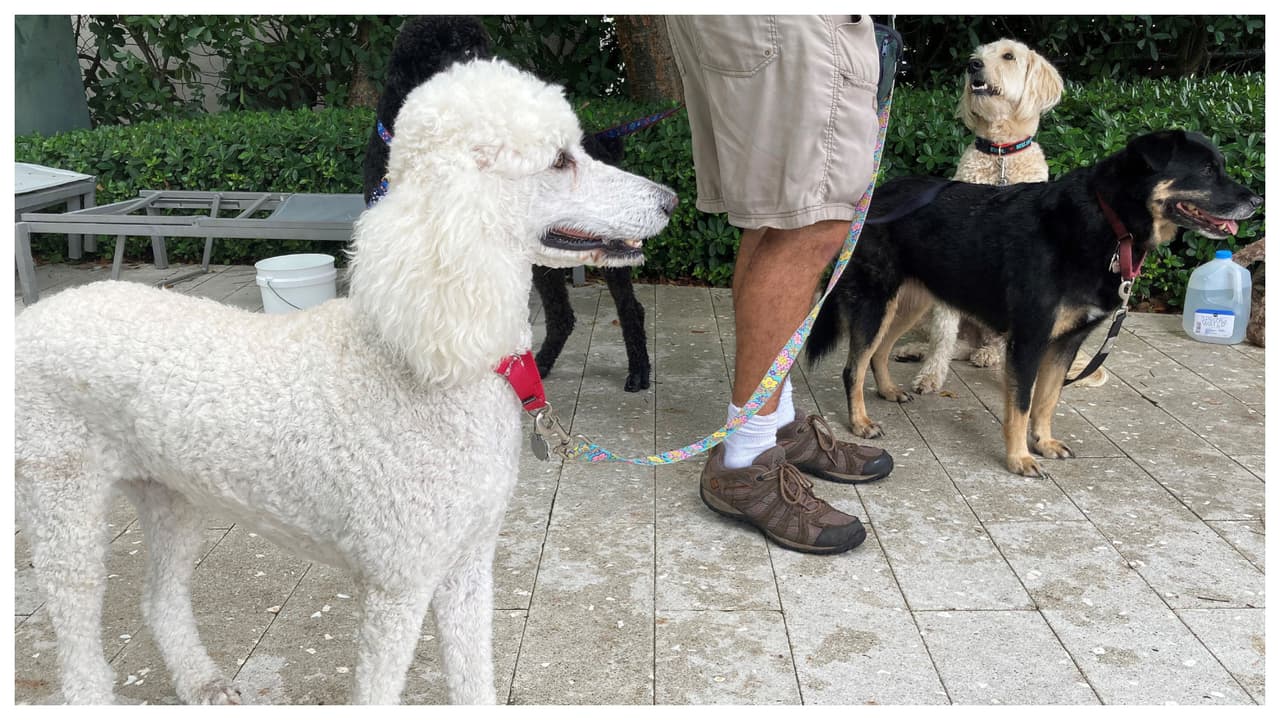 Alertan sobre misteriosa enfermedad que afecta a perros en EEUU y puede ser mortal