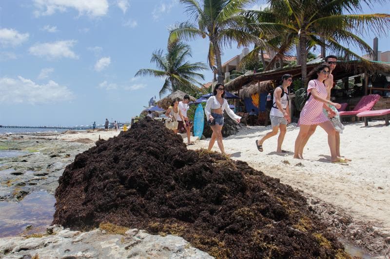 Playas de Florida enfrentan doble amenaza: la marea roja y una gigantesca masa flotante de algas