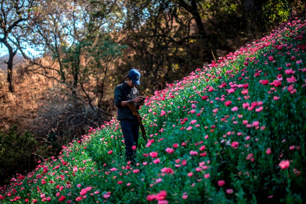 En
<b>Baja California, el quinto lugar, se detectaron 16 grupos activos</b>. El CIDE identificó a 17 grupos delictivos que se formaron a partir de divisiones de carteles y la movilidad entre organizaciones de lugartenientes más longevos.