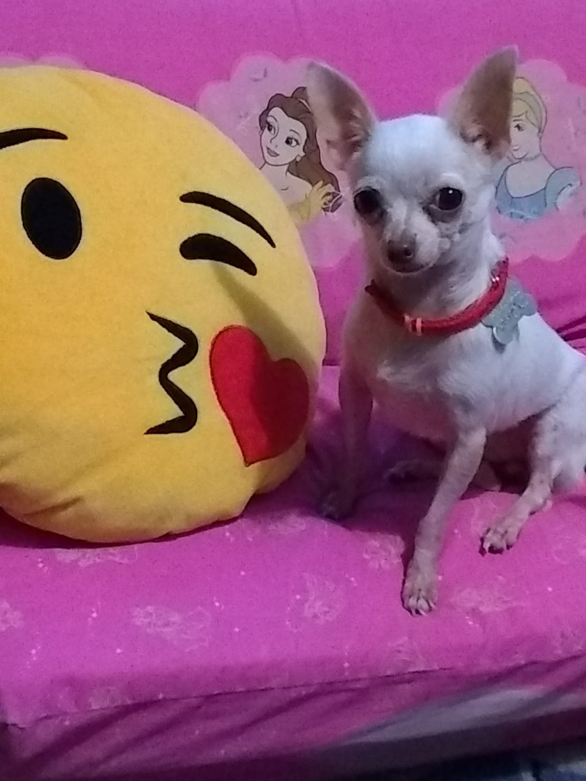 Saray Méndez compartió esta foto de su hija perruna.