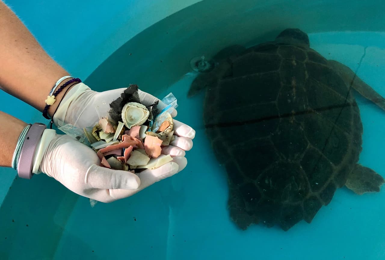 Una tortuga que fue rescatada del mar y que había sido operada para removerle un anzuelo en el “Gumbo Limbo Nature Center” de Boca Raton, de repente empezó a defecar elementos de plástico.
<br>
