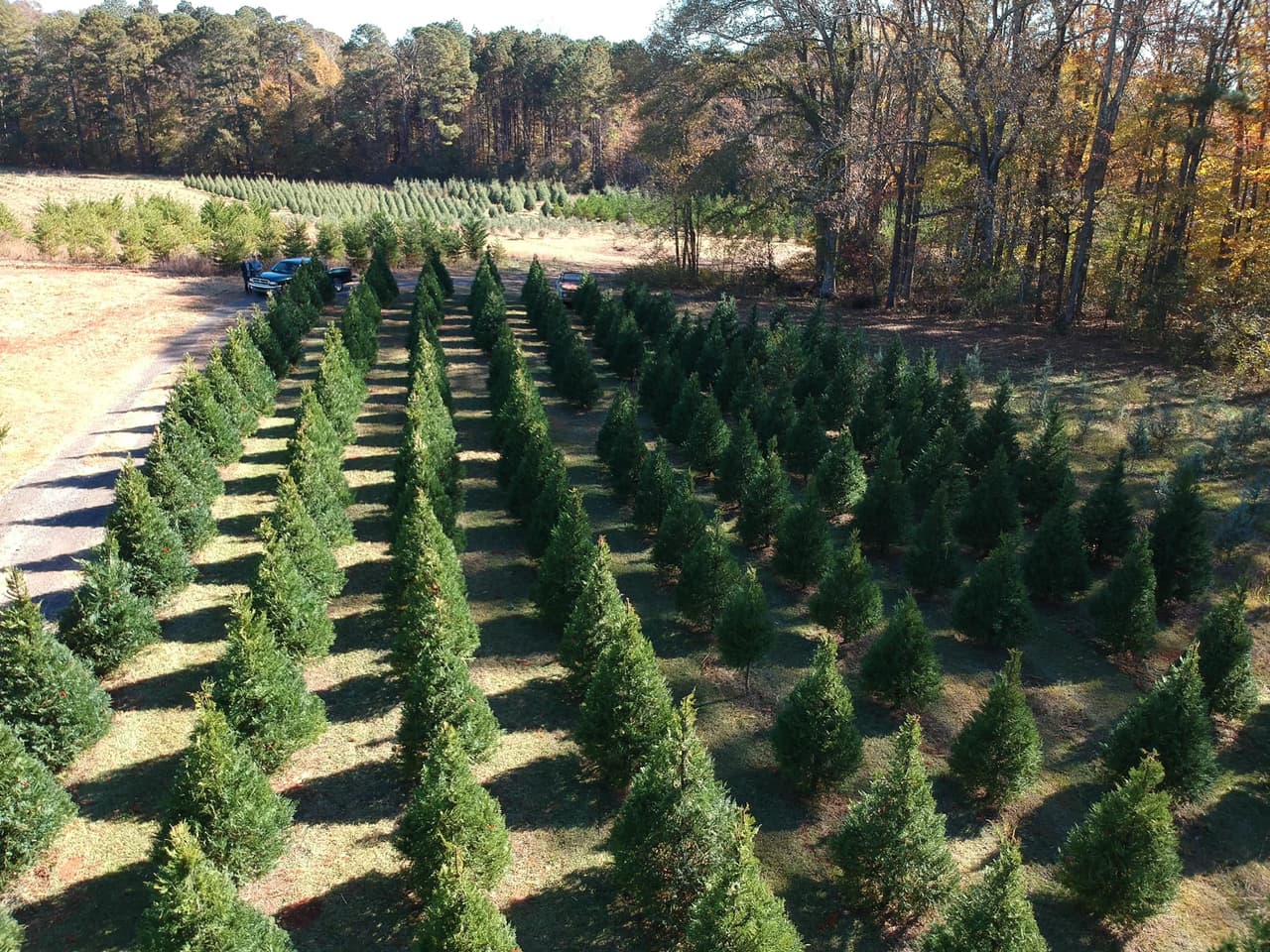 <b>Minter's Farm (23 de noviembre – 25 de diciembre)</b>
<br>
<b>Dirección</b>: 283 Hills Bridge Rd. Fayetteville, GA
<br>
<b>Teléfono</b>: 770-461-2840
<br>
<b>Sitio web</b>: 
<a href="https://mintersfarm.com/">https://mintersfarm.com/</a> 
<br>
<b><a href="https://maps.app.goo.gl/Zw3vyYiaoGPjDB2s8">Cómo llegar</a></b>
<br>
<br>Está cerca de Atlanta y cuenta con más de 1000 árboles de Navidad, incluidos Murray Cypress, Carolina Sapphire y Blue Ice, a la venta. La granja de árboles de Navidad también ofrece paseos en carruajes gratuitos los fines de semana.