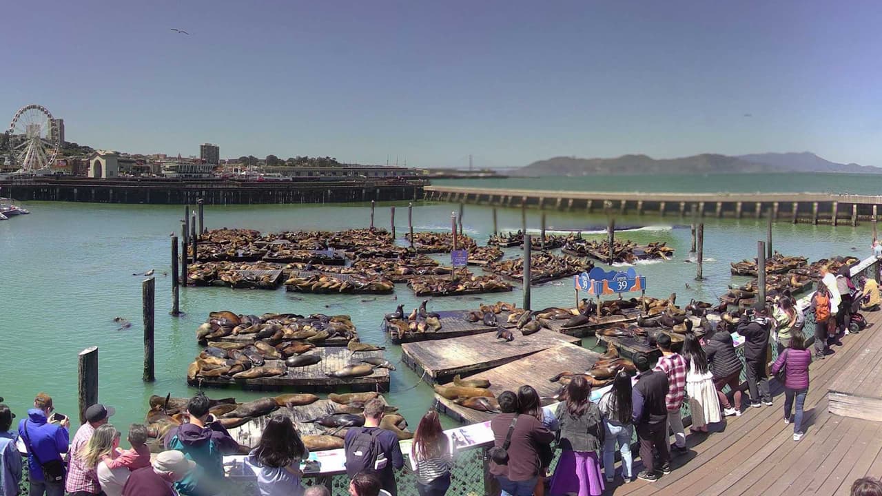 La población de leones marinos en el Muelle 39 de San Francisco ha experimentado un notable aumento, alcanzando entre 900 y 1.000 individuos, según personal del
<a href="https://www.facebook.com/PIER39/posts/pfbid02hFAj75yuNAzfQR54wcywWRc6NZitWHFGB5DUZnPG3dNkYh8pnRjJsgC3V4zdsBm5l" target="_blank">Muelle 39</a>. Indicaron que estas cifras representan las más altas en 15 años.