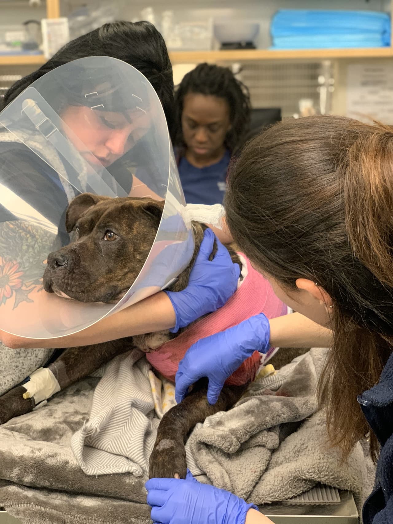 Cualquier persona que tenga información sobre la identidad o el paradero de la persona responsable del tiroteo debe llamar inmediatamente a la línea directa de crueldad del equipo Animal Law Enforcement de la
<a href="https://www.facebook.com/PennsylvaniaSPCA/photos/pcb.6126952860681886/6126952704015235/" target="_blank">PSPCA</a> al
<b> 866-601-7722 </b>o enviarles un correo electrónico a
<b>cruelty@pspca.org</b>.