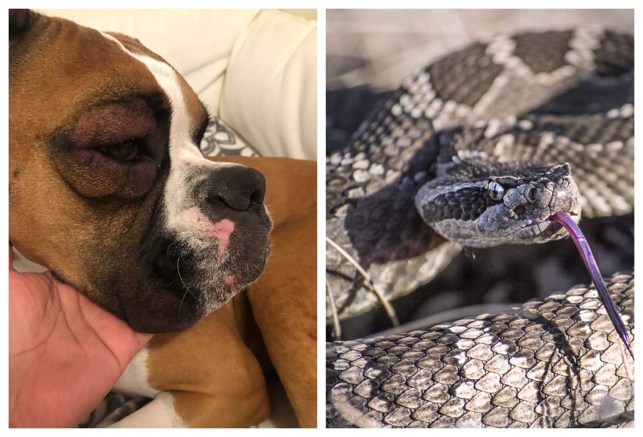 “Vemos hasta 20 casos al año”: Qué hacer si a tu perro lo muerde una serpiente venenosa en Texas