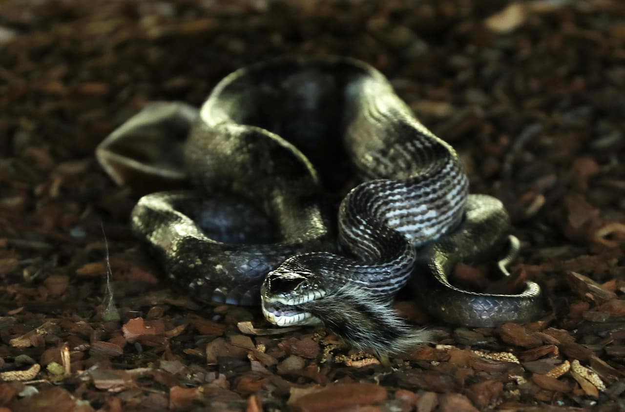 En caso de ser mordido, el primer paso es mantener la calma, tratar de identificar el tipo de serpiente que es responsable de la mordedura y llevar a la víctima al hospital. A quienes hayan sido mordidos se les recomienda no comer ni beber, incluido alcohol o ingerir medicinas, hasta conseguir ayuda médica. Encuentra más recomendaciones 
<a href="https://georgiawildlife.com/sites/default/files/wrd/pdf/fact-sheets/SnakesOfGeorgiaOCS09.pdf" target="_blank">aquí</a>.