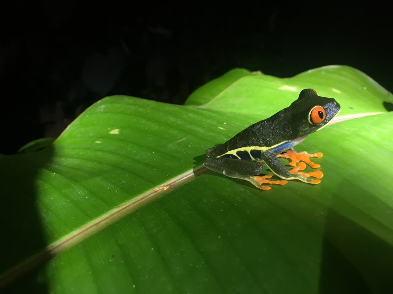 Un rasgo que se destaca entre las ranas es su capacidad para saltar y brincar. Presumen de esta habilidad, cuando las ranas tienen que encontrar refugio para escapar de los ojos del depredador. Sin embargo, no todas las ranas tienen la capacidad de saltar. Algunos de ellos, con patas cortas, suelen caminar o gatear y solo pueden saltar distancias cortas.