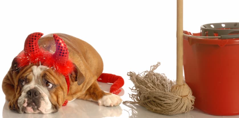 Con esto evitarás que repita el acto en el mismo lugar.