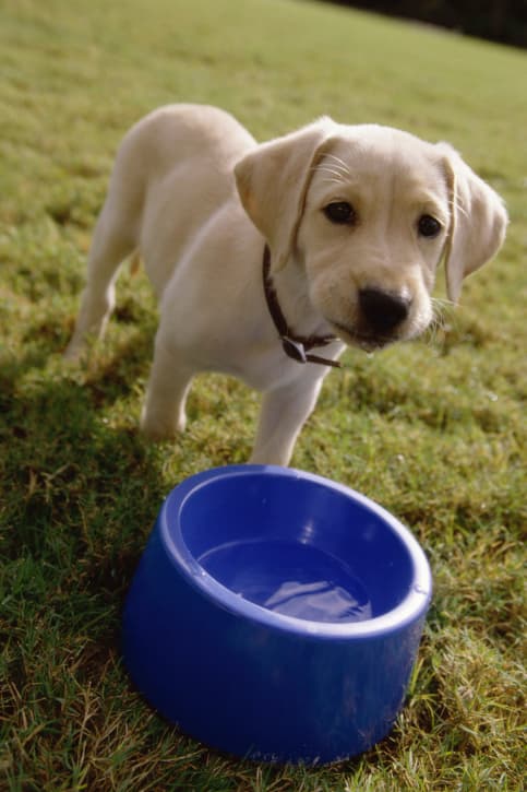 Retírale el alimento entre comidas, pero siempre deja agua a su disposición.