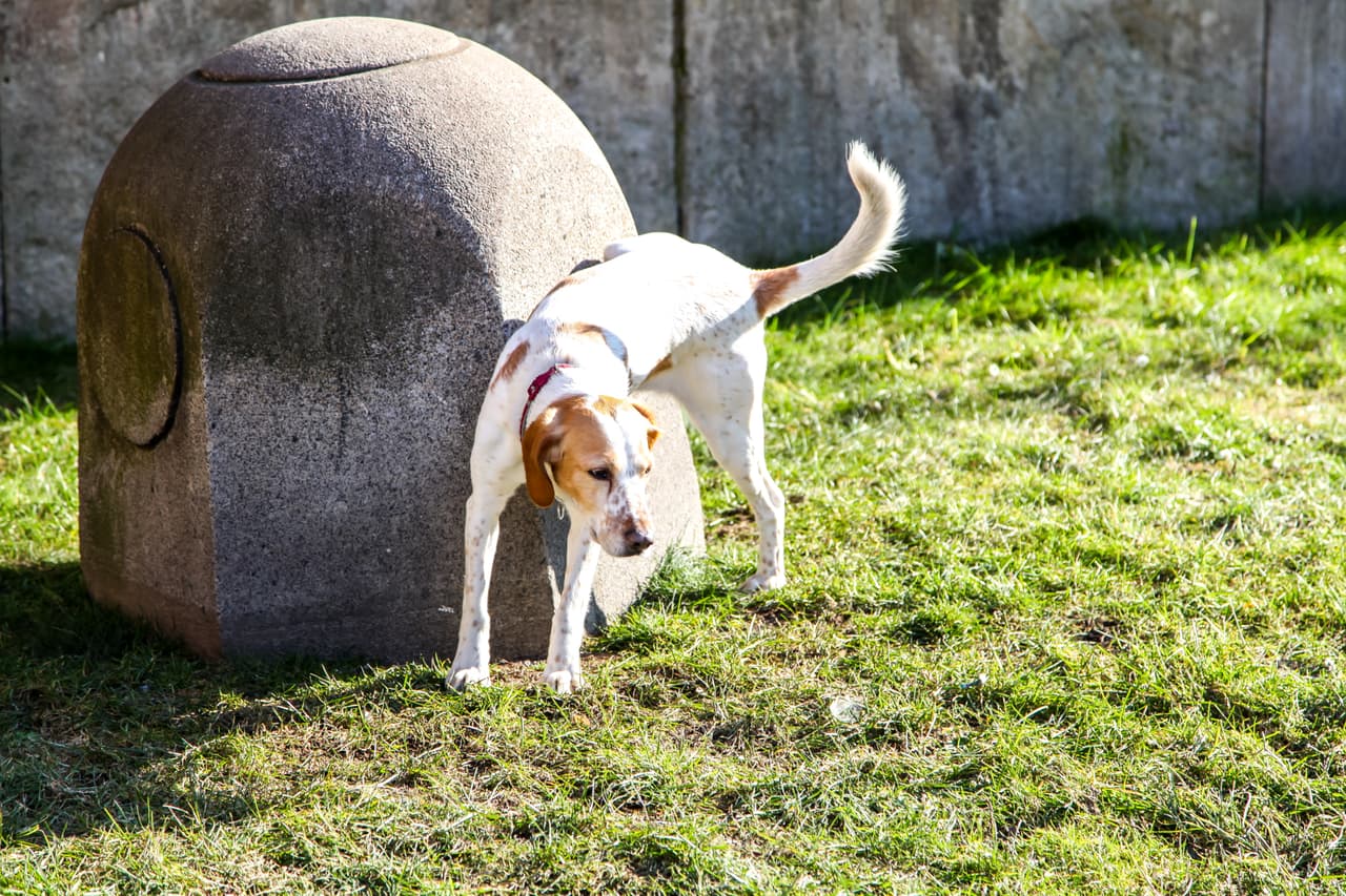Ver que el perrito hace pipí o deja sus heces fecales donde sea es uno de los primeros problemas que enfrenta cualquier dueño de canes.