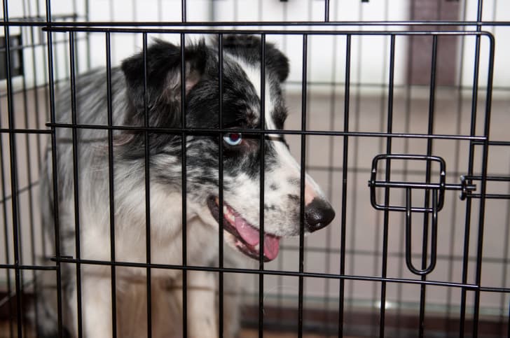 7. Vigilancia permanente. Es necesaria para que no se haga donde no debe. Si por alguna razón no puedes hacerlo, busca rejas para niños, jaulas o kennels para mantenerlo aislado.