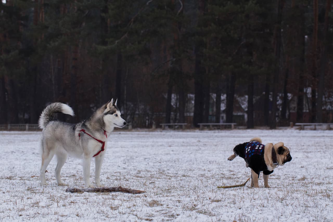 9. Miedo y odio. ¿Teme salir u odia el frío, la lluvia o la nieve? Trata de acostumbrarlo a la comodidad de las condiciones.