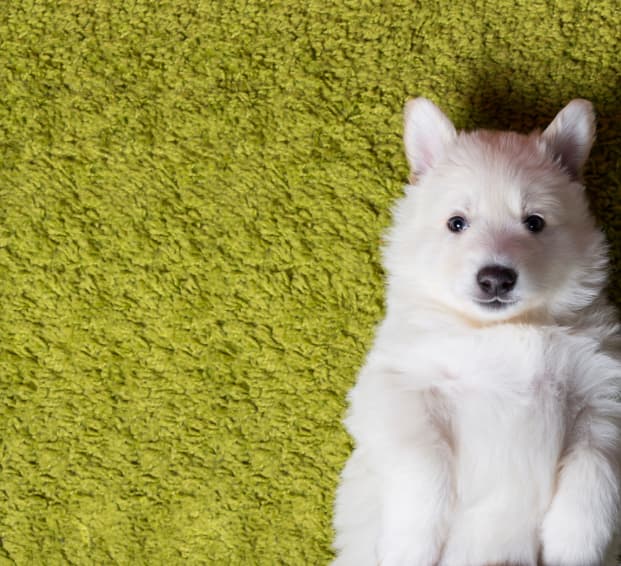 Este problema se da en cachorros de más seis meses, puesto que antes no son considerados un ‘problema’, sino parte del entrenamiento para hacer donde deben.