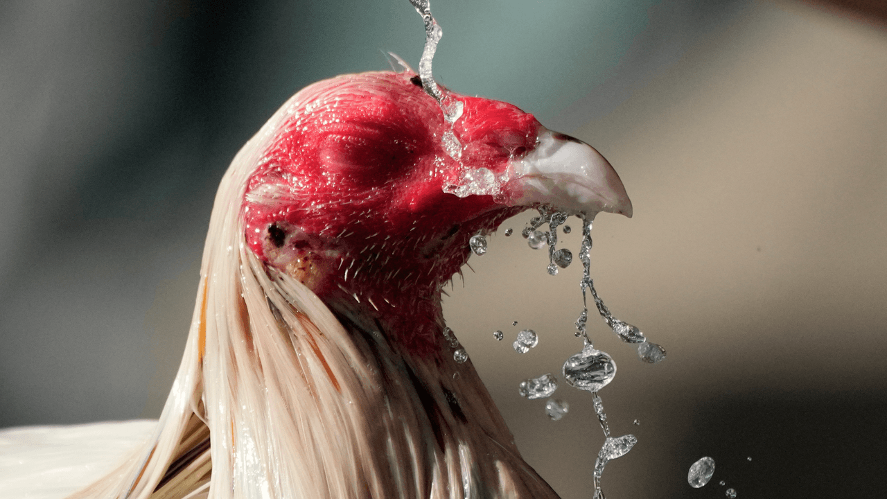 Un evento de pelea de gallos, donde hallan unos 200, lleva a detenciones en San Antonio