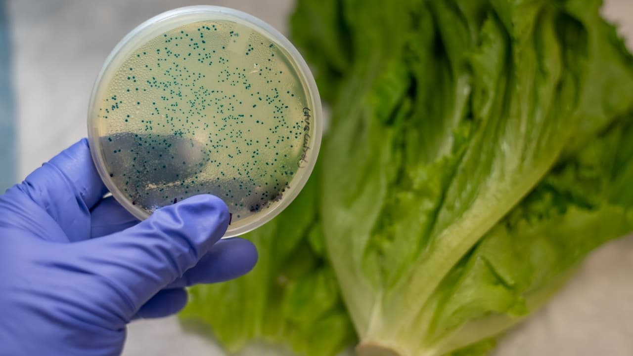 CDC informa brote de bacteria E. coli en Pensilvania y esto debes saber
