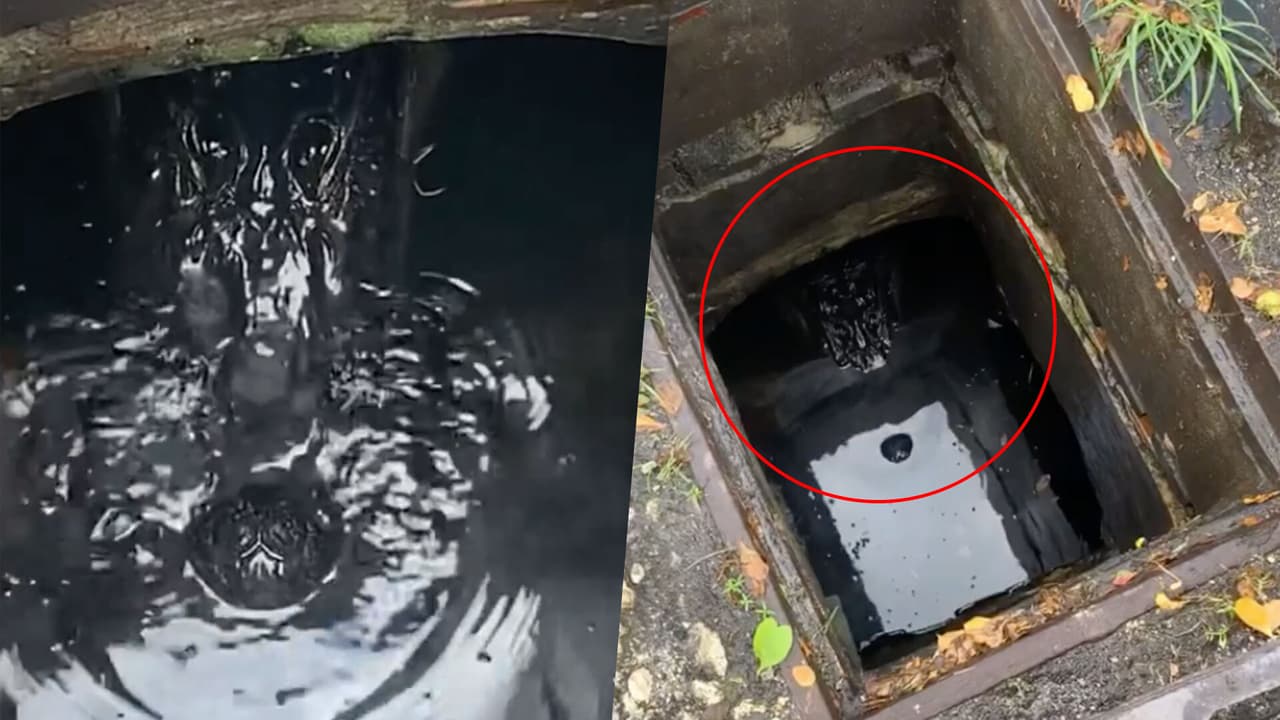 Familia deja caer una pelota en alcantarilla y al buscarla se encuentra con un caimán de 7 pies de largo