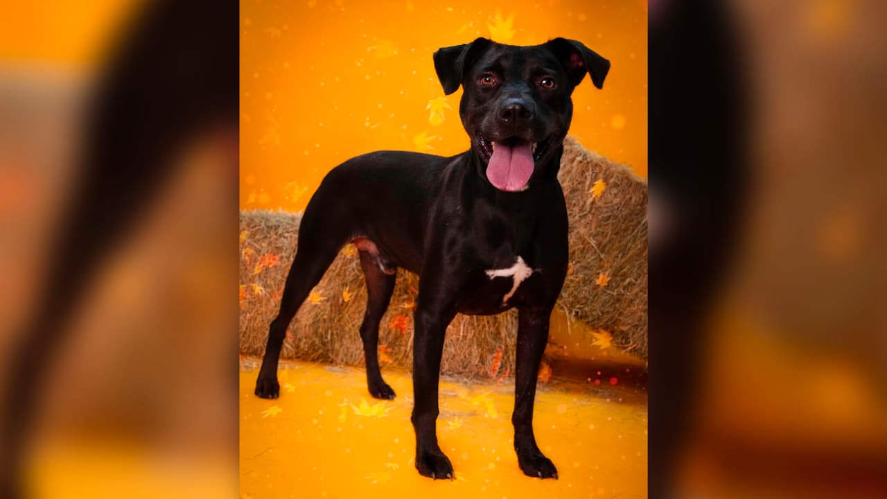 Si estás en busca de un 
<a href="https://www.univision.com/local/houston-kxln/spca-houston-recibe-decenas-de-animales-rescatados-en-lake-charle-tras-el-paso-del-huracan-laura-fotos">nuevo compañero peludo,</a> esta es la oportunidad que estabas esperando.