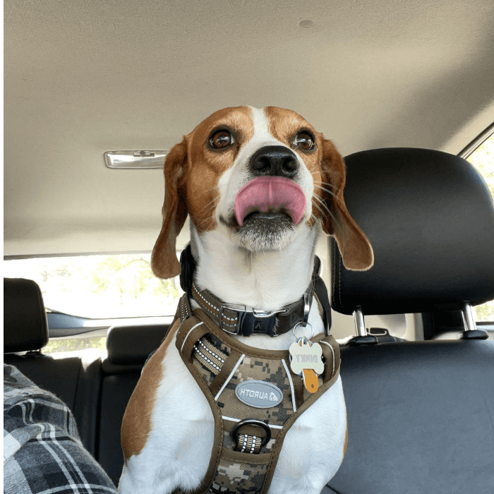 Este hermoso cachorro estaba esperando la llegada de su mejor amigo.