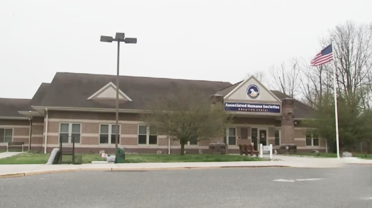 Refugio de animales en Vineland, cierra al público tras conflicto administrativo, ¿Qué pasará con las mascotas?