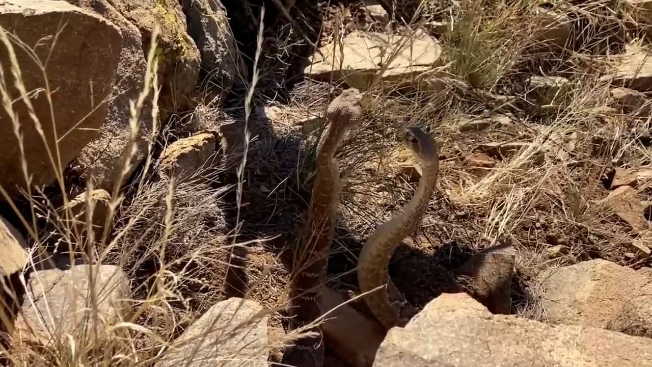 Cuando se está en época de apareamiento, es común 
<a href="https://www.univision.com/local/arizona-ktvw/serpientes-por-pares-temporada-de-apareamiento-impacta-en-los-hallazgos-en-casas-video">encontrar víboras por pares</a>. Por ello, es mejor llamar a un experto, quien sabrá en qué momento es mejor seguir buscando.