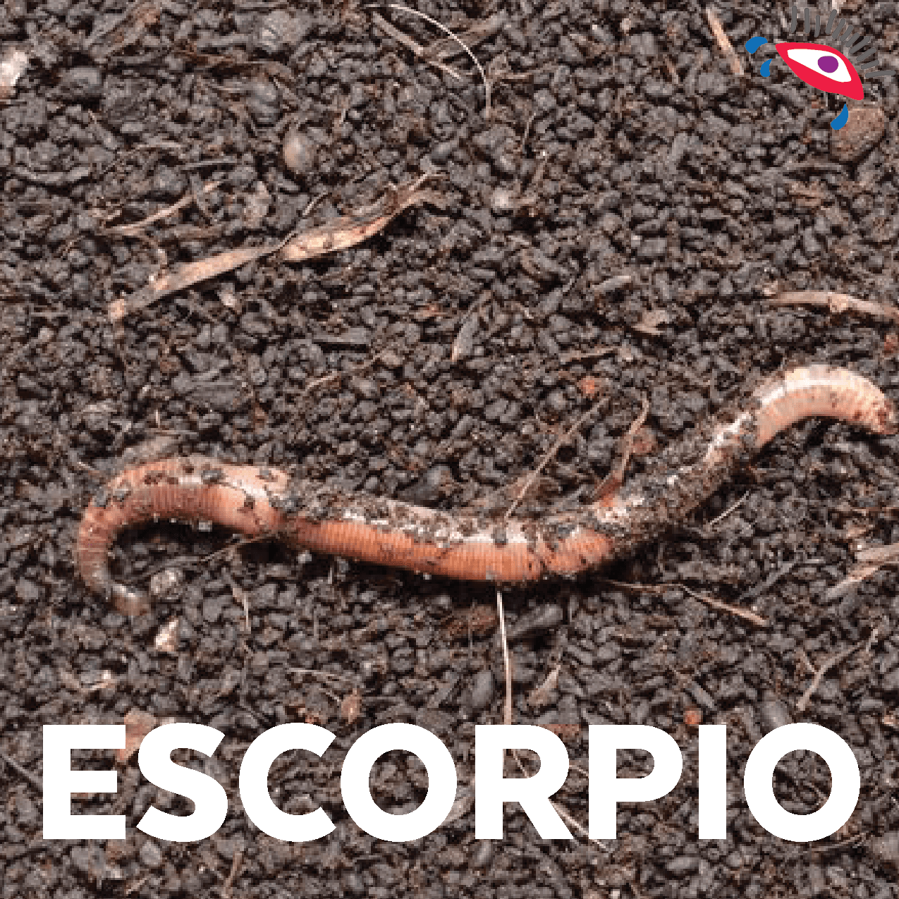 Lo tuyo es el bajo perfil y eres fan de la oscuridad, serás muy feliz siendo una lombríz de tierra en tu próxima vida.