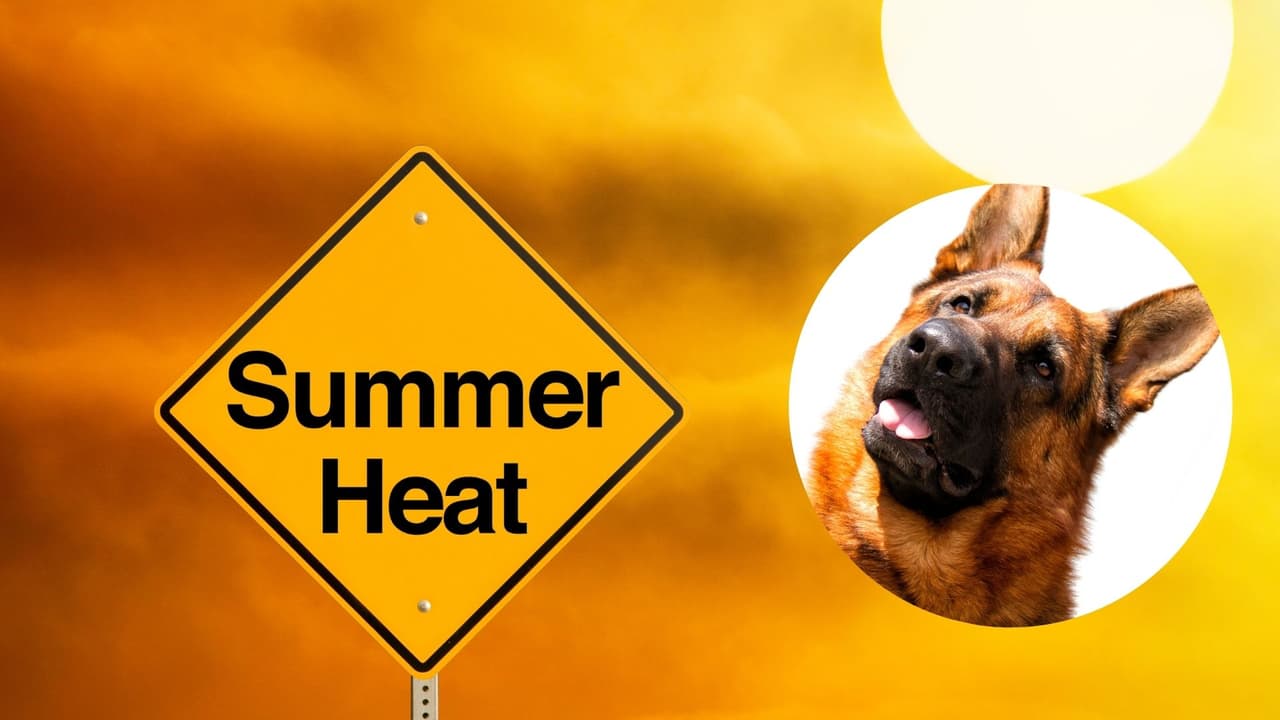 Perro muere por un golpe de calor al interior de un auto en Salt Lake City. Su dueño será citado por crueldad animal