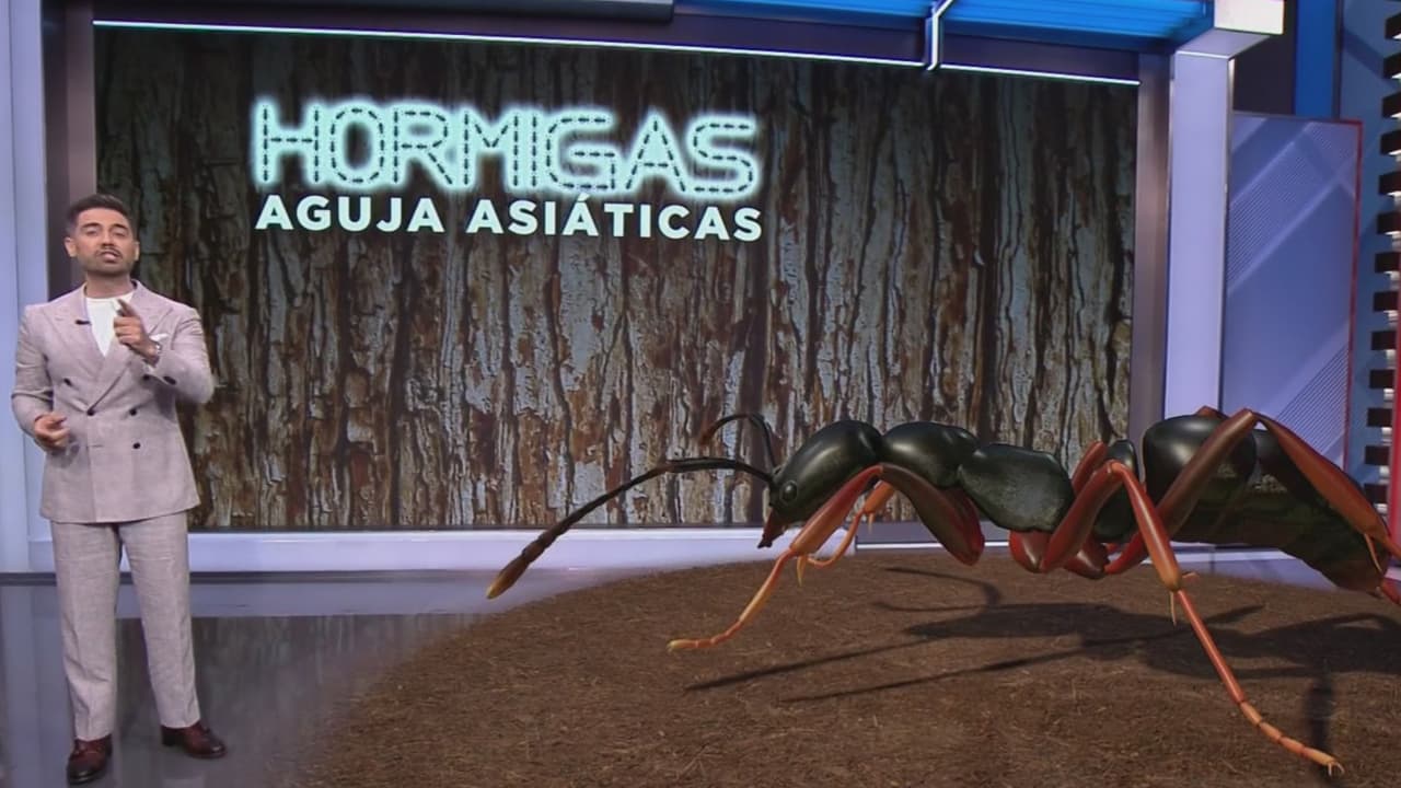 Realidad aumentada: así es la hormiga aguja asiática, su picadura es venenosa y se expande por EEUU