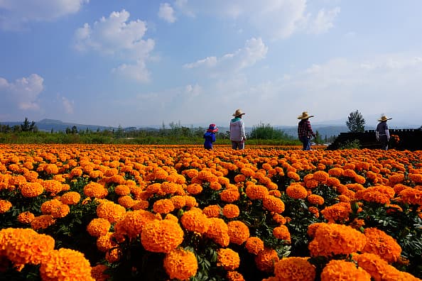 La flor de cempasúchil también es conocida como flor de muerto, flor de niño y flor de cempoal. 
<br>