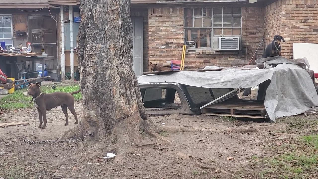 Varios perros estaban encadenados a árboles y otros deambulaban sueltos.
