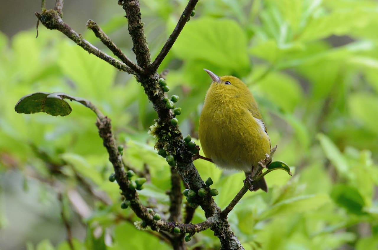 `Anianiau (Magumma parva)