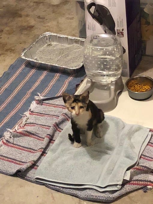 'Mafalda' es 
<b><a href="https://twitter.com/LauraFloresMx/status/987273081226919936" target="_blank">la gata que adoptó y bautizó en abril 2018</a>. </b>