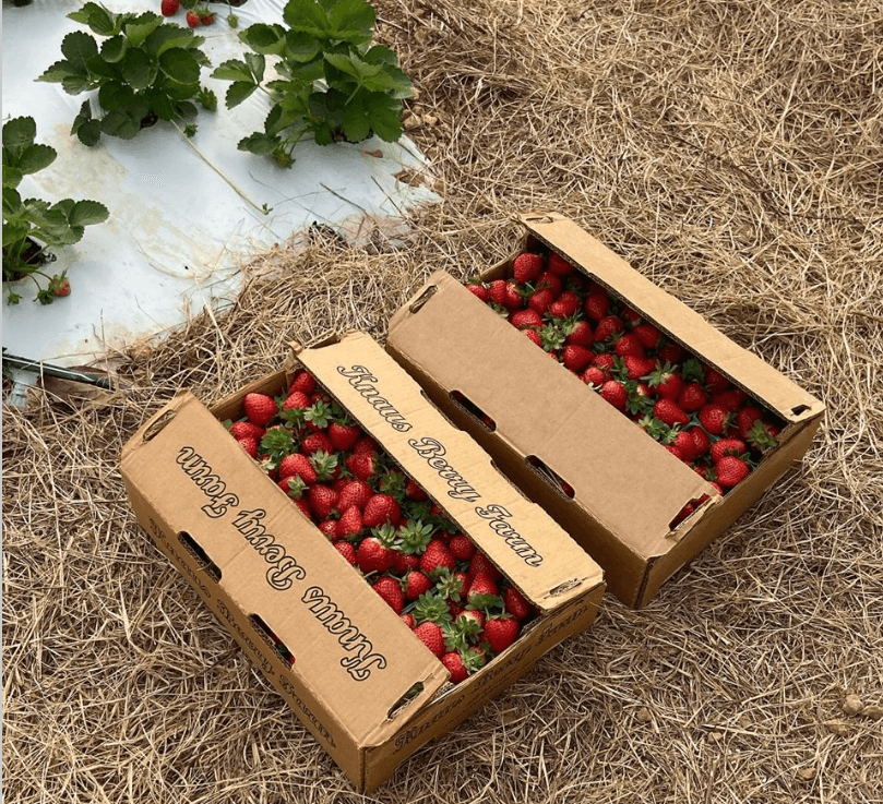 <b>Recoger fresas en familia.</b> Además de fomentar el amor por la naturaleza permitiendo que sus visitantes recogiendo cestas de esta fruta por $3.50 la libra, la granja tiene mesitas para comer al aire libre (puedes llevar tu propia comida) y disfrutar de algunas de las delicias que, con recetas ancestrales allí se preparan, como deliciosos
<b>helados y <i>cinamon rolls.</i></b> Llega con tiempo porque
<b>l</b>os chicos disfrutan mucho de la experiencia de subirse al tractor que los transporta hasta el punto donde se recogen las futas.
<br>