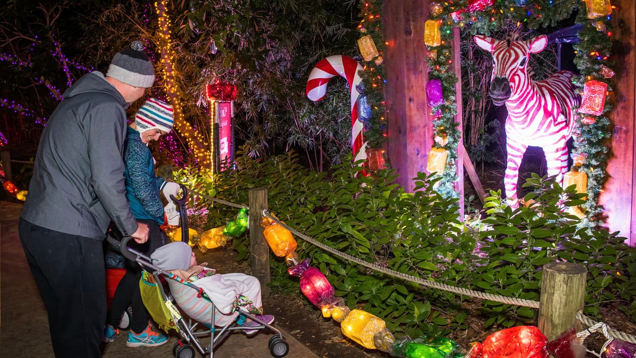 Este año habrá carrusel de la vida silvestre.